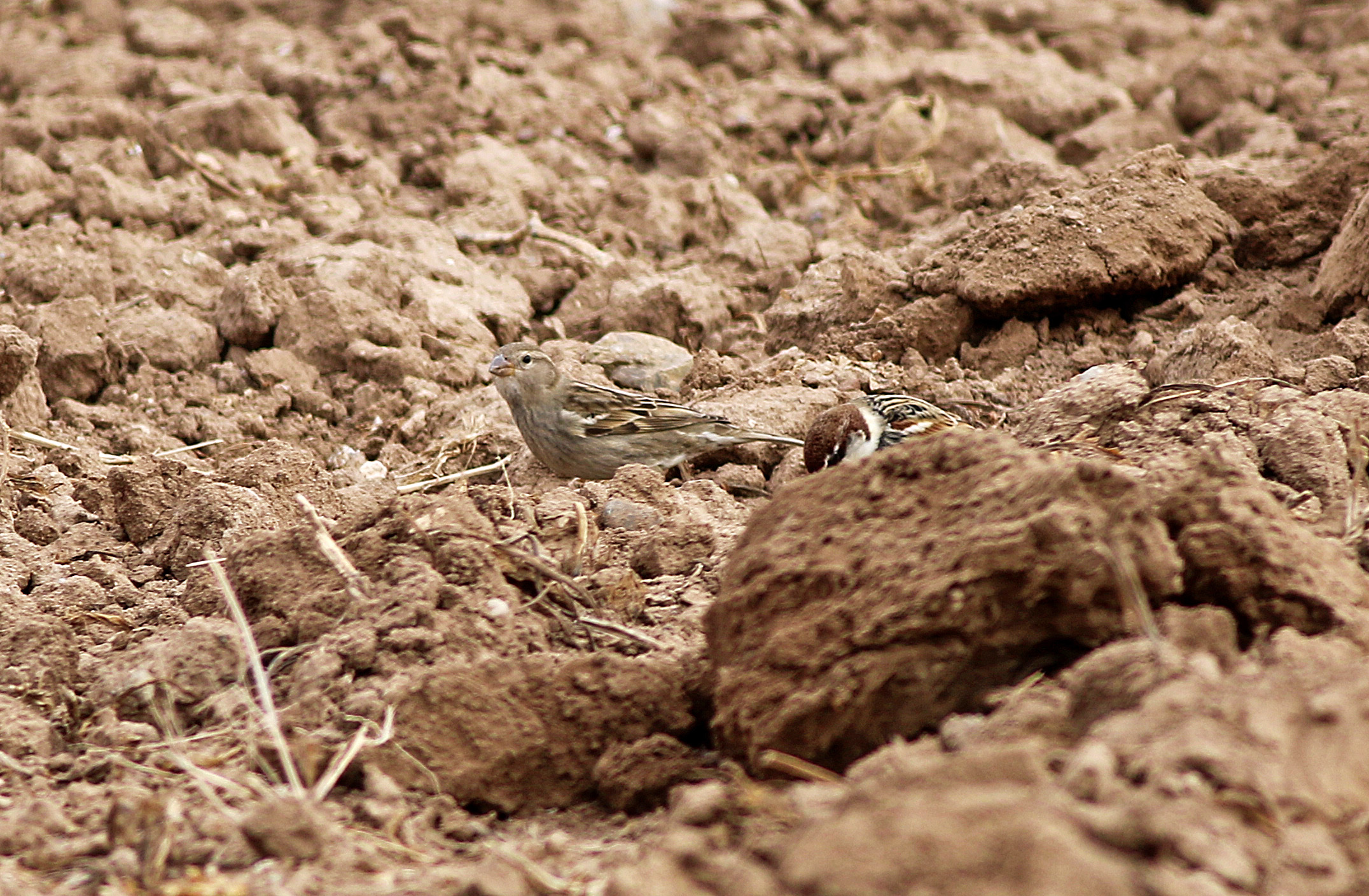 Eurasian Tree Sparrow